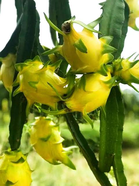 Dragon Fruit Red